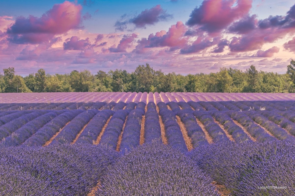 Ultimate Guide to Provence Lavender Fields: What to Do, What to See & South of France Itinerary